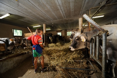 Durante il nutrimento nella stalla